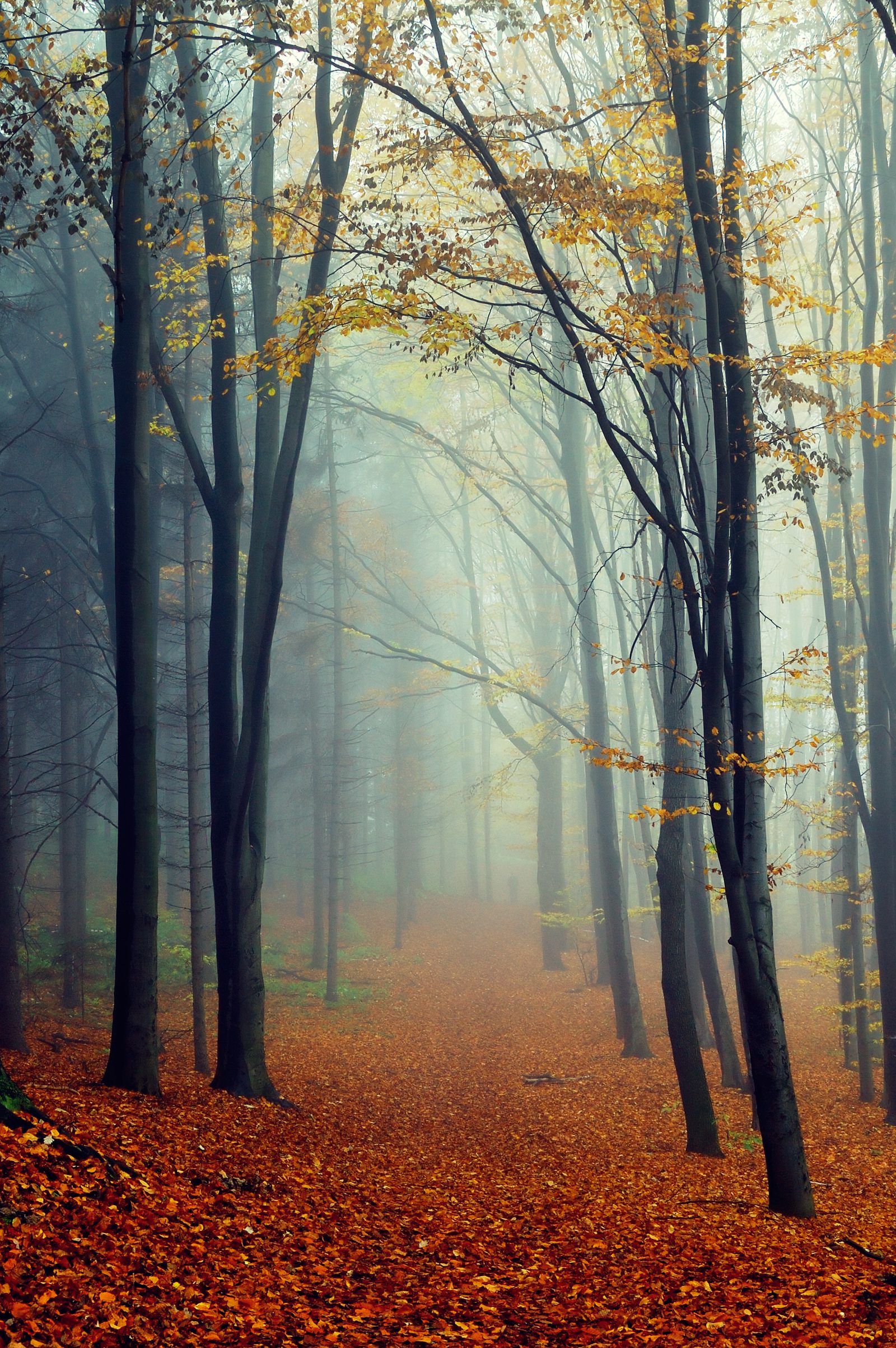 A quiet, misty forest path lined with tall trees