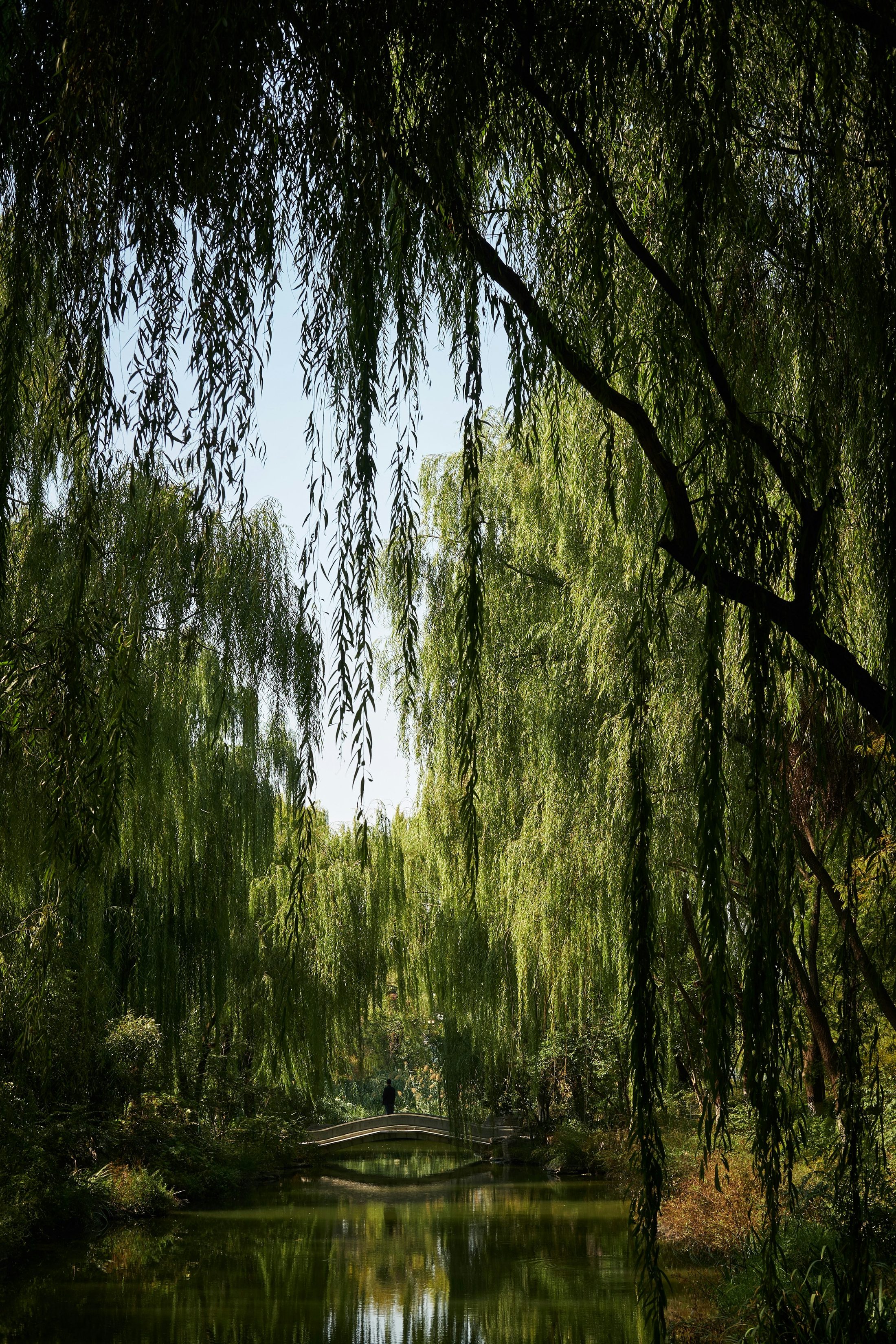 Weeping willow branches framing a quiet footbridge over still water