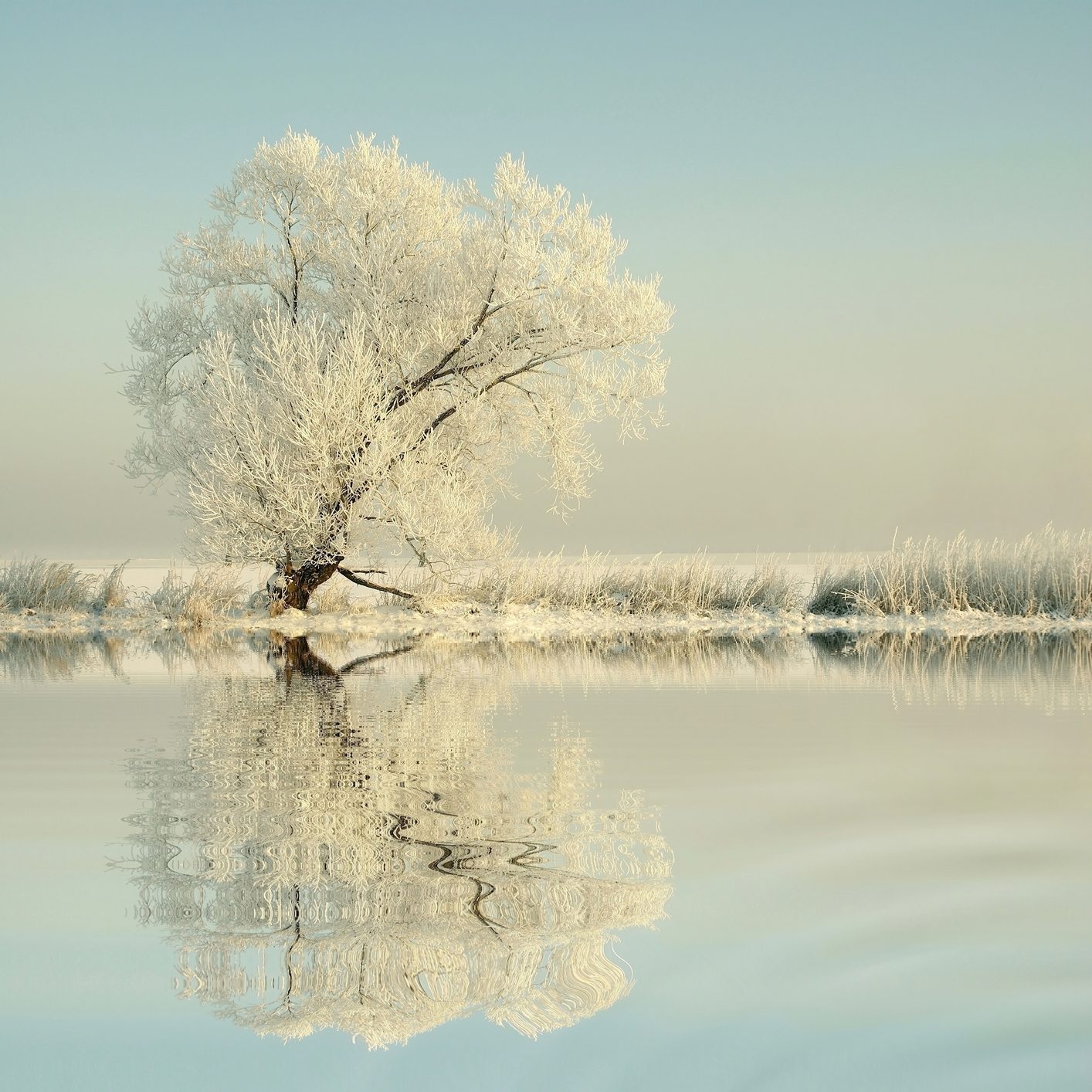 A single frosted willow tree reflected in still winter water